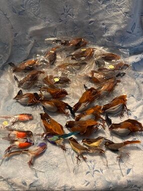 Decorative Feather Songbird Ornaments - Assorted Brown & Orange